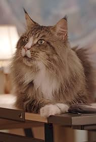 watch-Kitty Mammas (2020)
